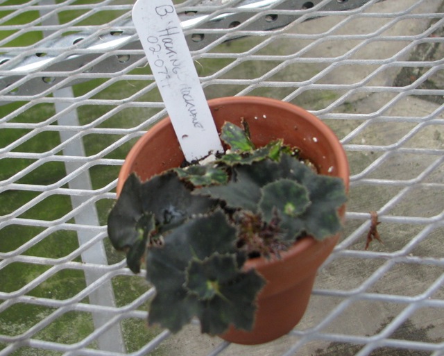 B. ‘Hocking Shockwave’